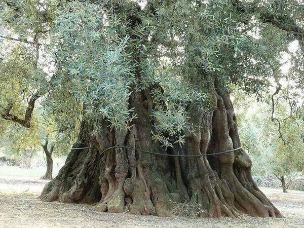 Salento Italy